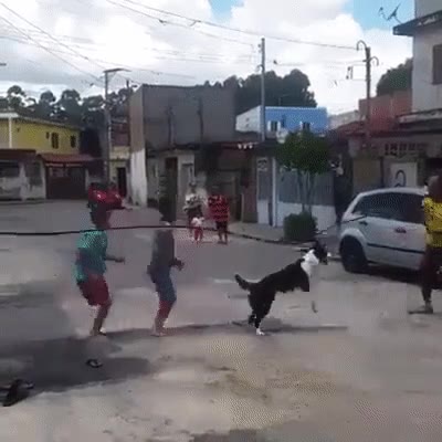 saltar,comba,perro,niños,divertirse
