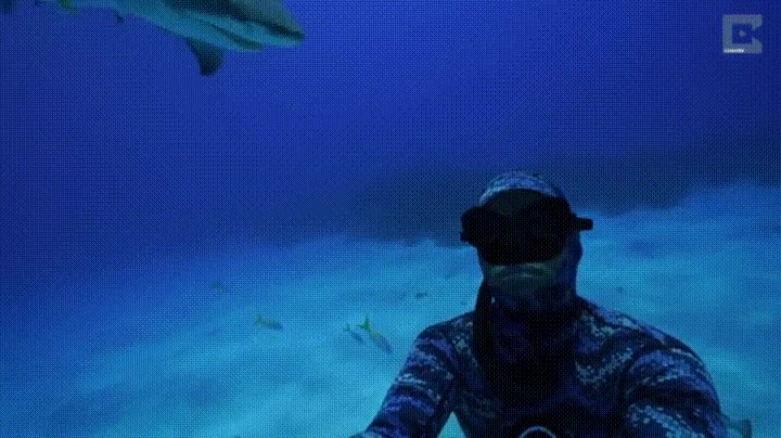 Cuando te estás tomando una selfie y viene un tiburón a darte un cabezazo tomar,selfie,tiburón,cabezazo