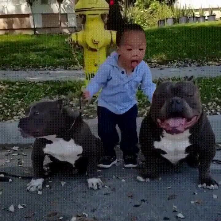 ni&ntilde;o,imitar,cara,lengua,perros