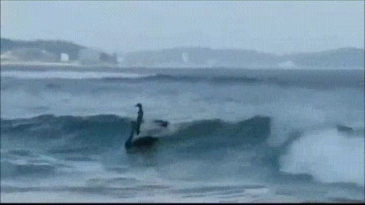 cisnes,surf,playa