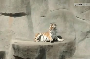 tigre,p&aacute;nico,p&aacute;jaro,susto