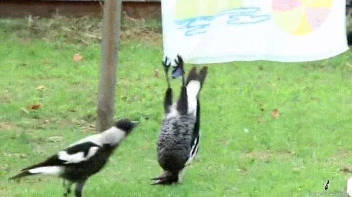 p&aacute;jaro,intentar,cosplay,batman