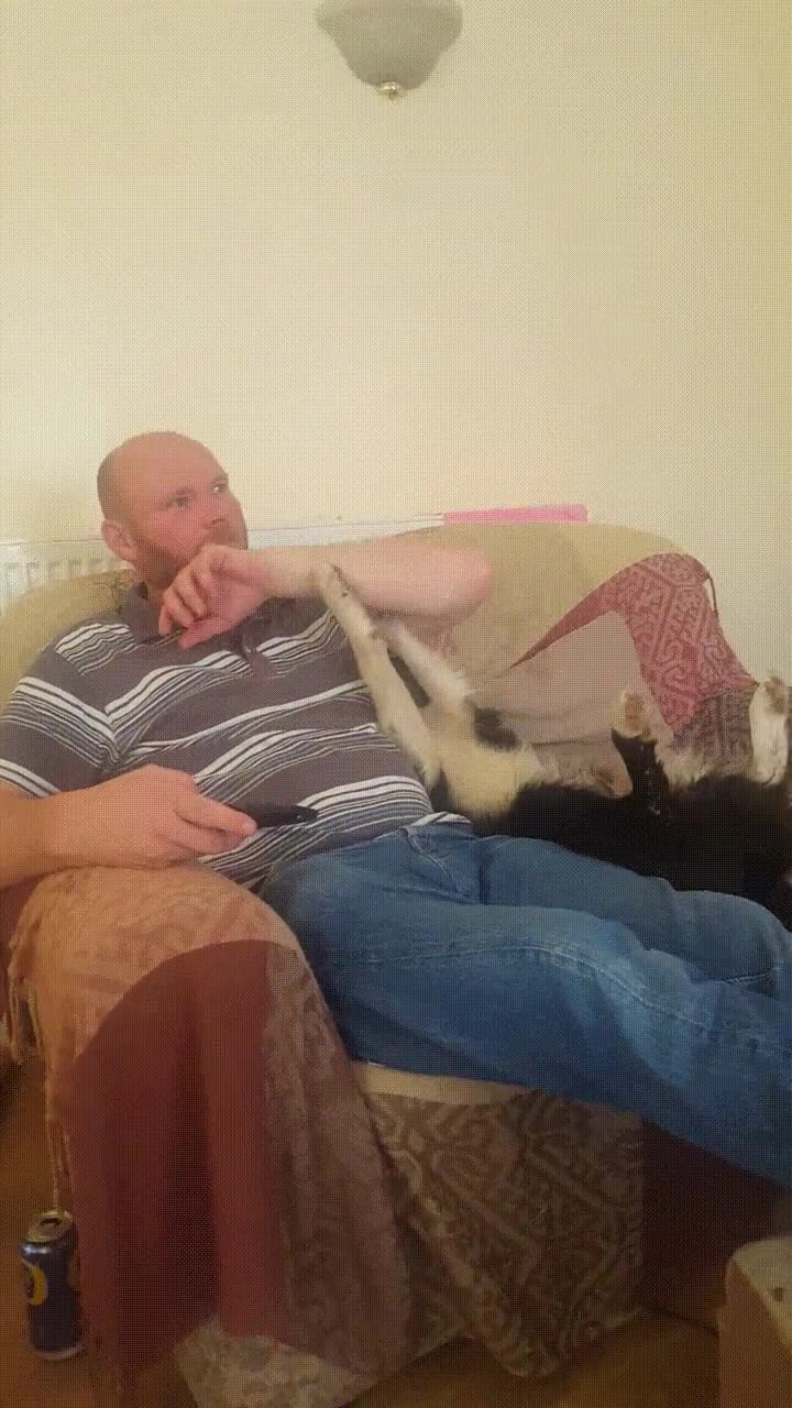 perro,sofa,rascar,humano