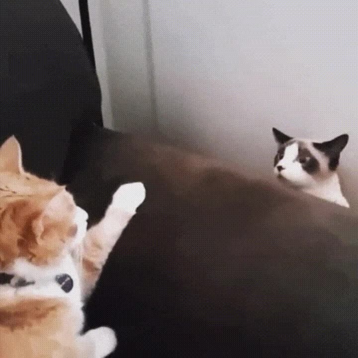 gato,creo,volver,m&aacute;s tarde