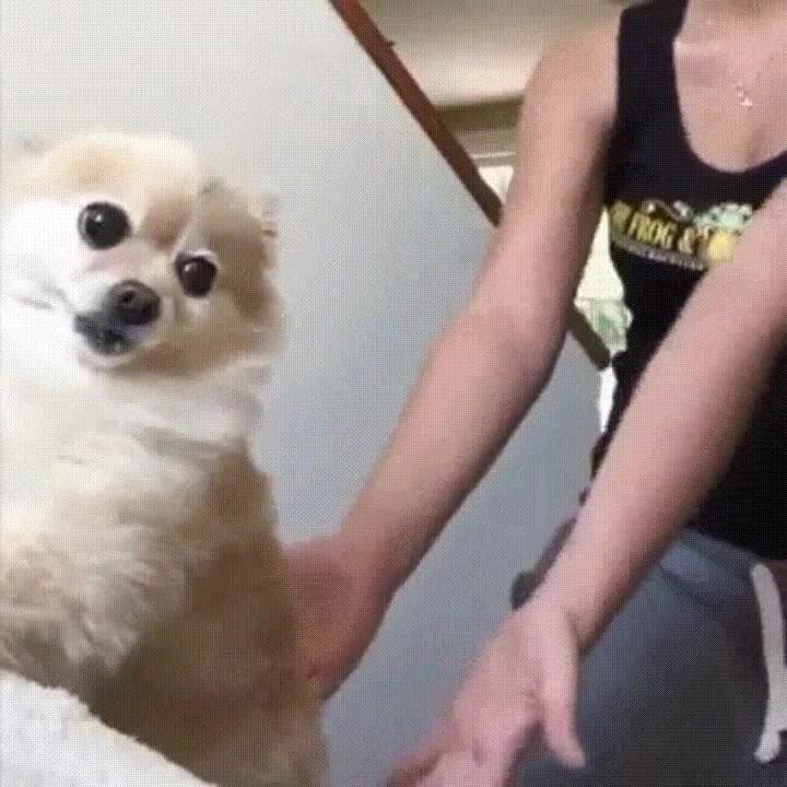 perro,ejecutar,salto de fe,manos,humana