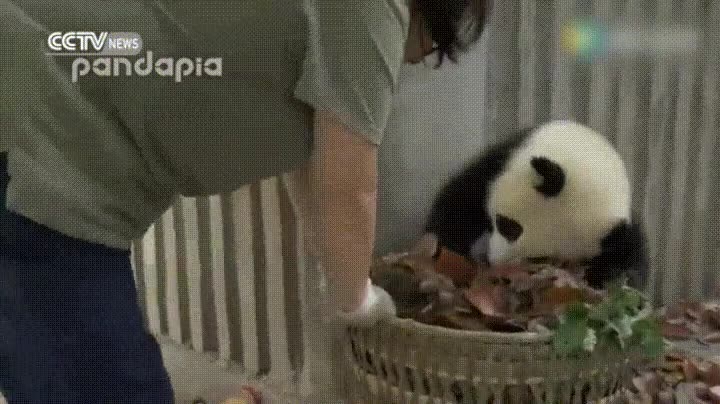 panda,apartar,cesta