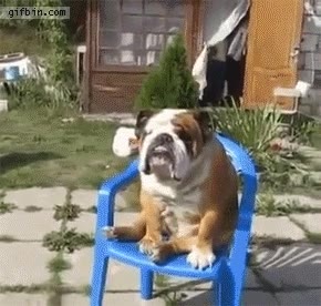 elegante,estilo,perro,bulldog,sentar,silla