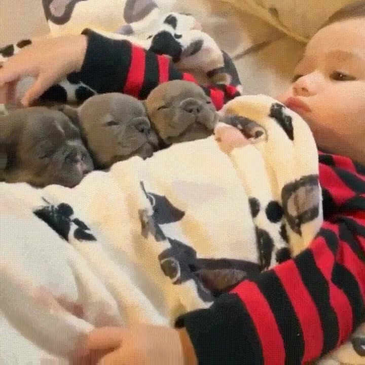 verlo,perros,ni&ntilde;o,dormir,siesta