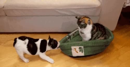 perro,gato,arrastrar,tiempo,explicaciones