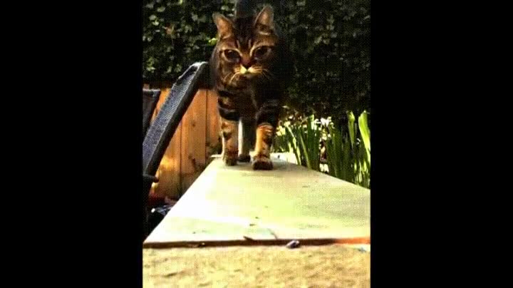 Enlace a El misterioso caso del gato con los ojos de un alien