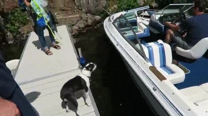 salto,separar,perro,gloria