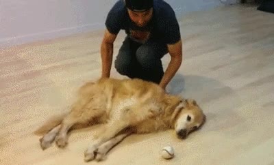 vago,ahorrar,energia,perro