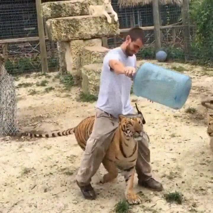 tigre,comportar,gato,salto