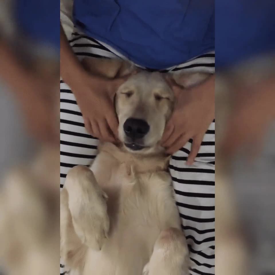 cara,placer,perro,recibir,masaje,insuperable