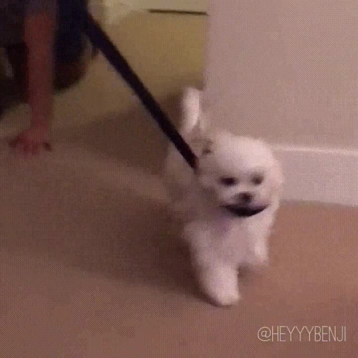 sacar,pasear,humano,complicado