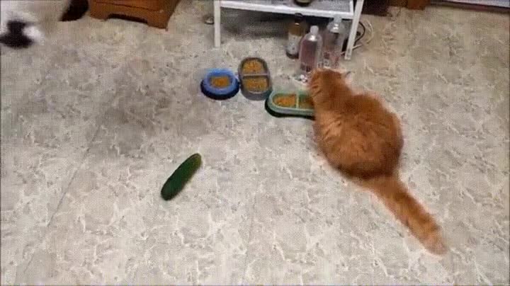 forma,f&aacute;cil,asustar,gato