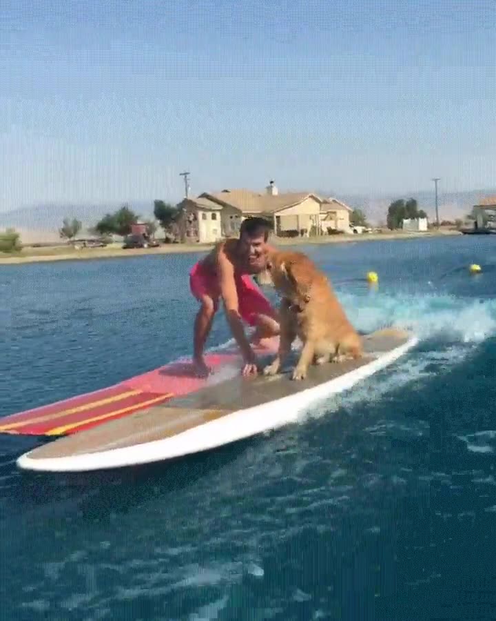 perro,estilo,ser humano,surfear