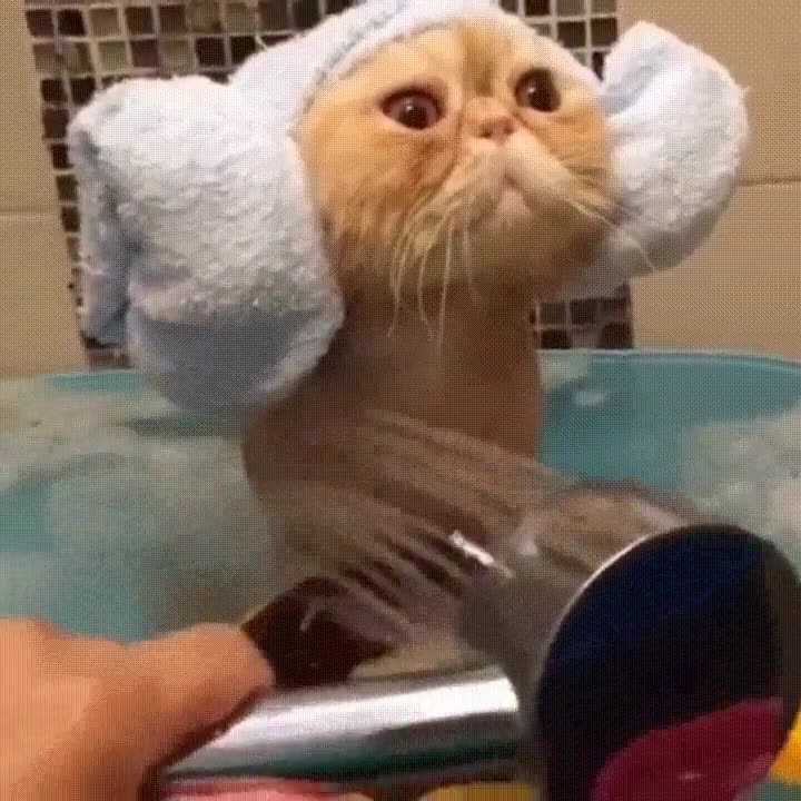 llegar,hora,ba&ntilde;o,princesa,leia,gato