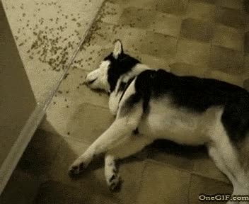 perro,forma,cansada,comer,comida