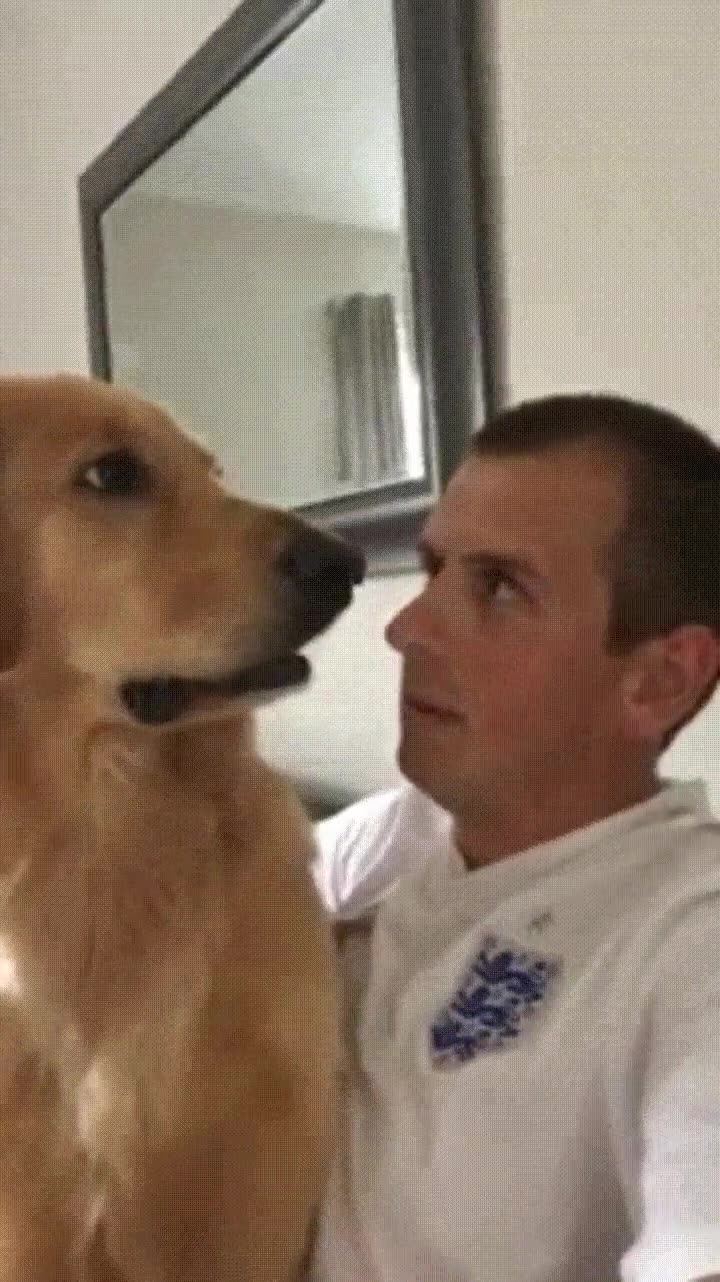 cara,perro,decir,embarazo