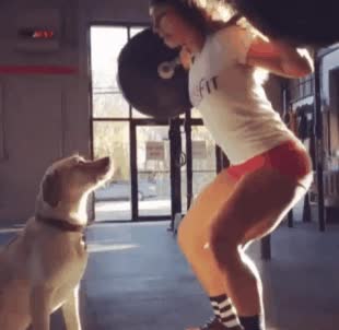 perro,dar,mejor,recompensa,sentadilla