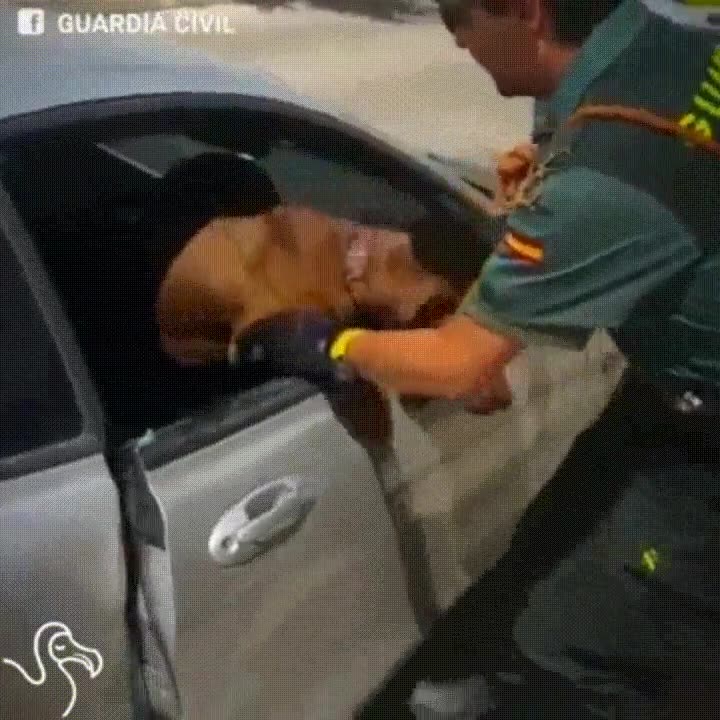 gente,ignorante,peligro,vida,perro