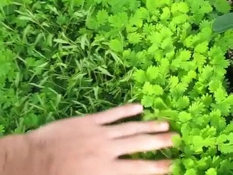 planta,sensible,reaccionar,contacto