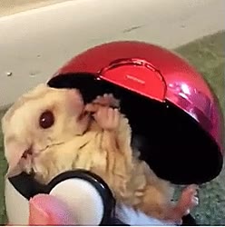 pokeball,cual,capturar