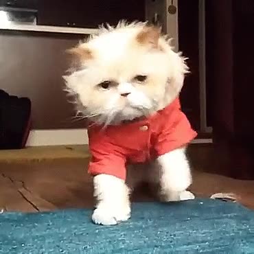 gato,aprender,irse,swag,molona