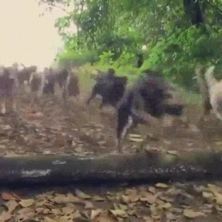 alguien,dice,vaporeon,plaza,pueblo