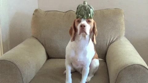 perro,paciencia,mundo,objetos