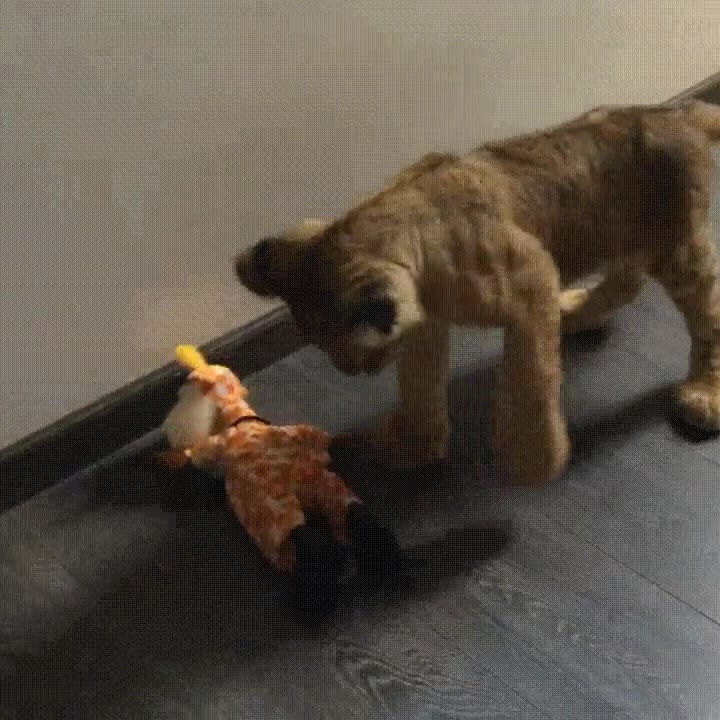 encarnizada,lucha,le&oacute;n,jirafa