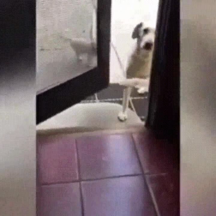 perro,hodor,reencarnaci&oacute;n,juego de tronos