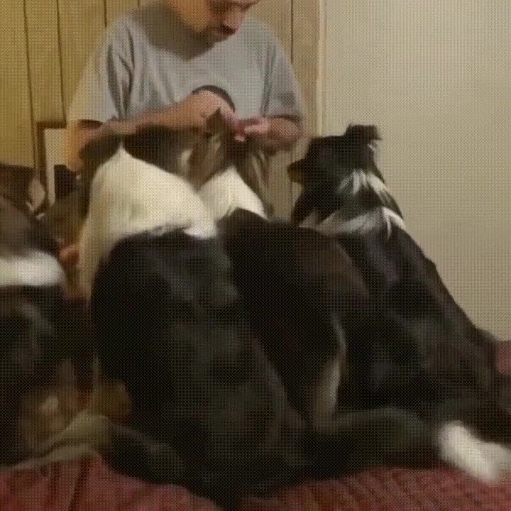 perro,listo,camada,doble,premio