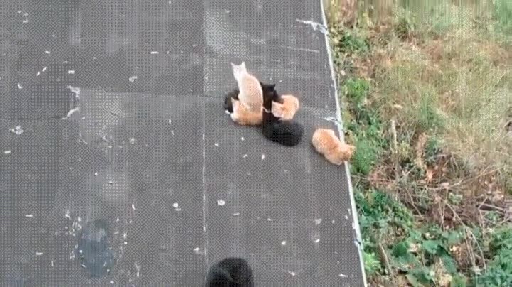 gato,sentar,dar la gana