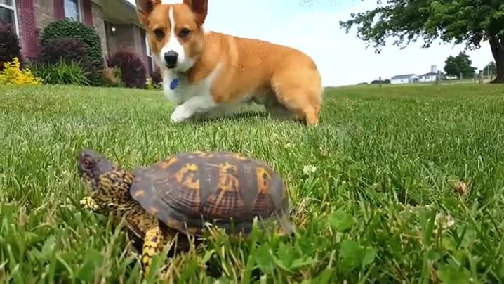 perro. roca,estirado,jard&iacute;n,tortuga