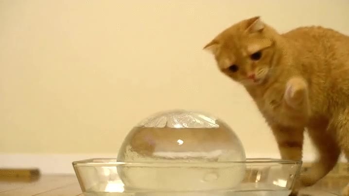 gato,lamer,pata,agua,ecs