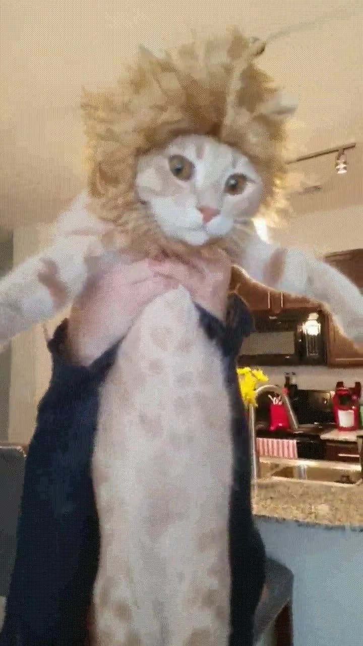 escena,favorita,el rey leon