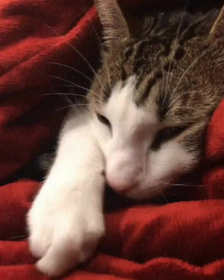 gato,demasiadas,veces,pelis,lobezno