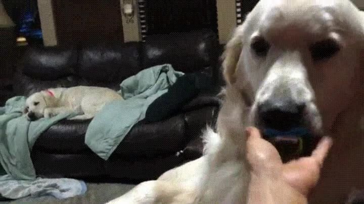 perros,negar,quitar,chupete