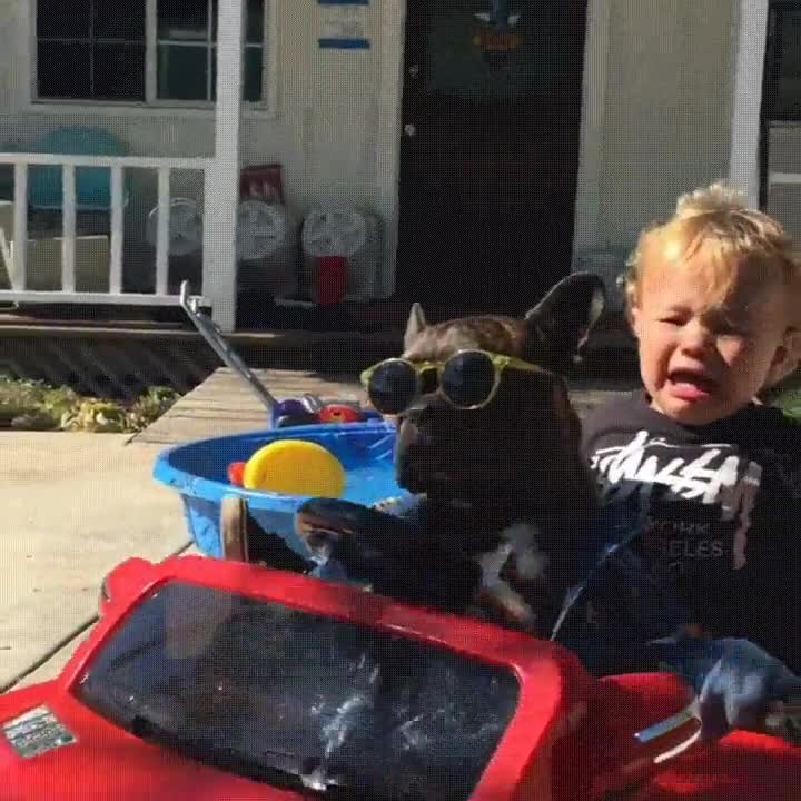 perro,cara,conducir,ni&ntilde;o,centro,recados