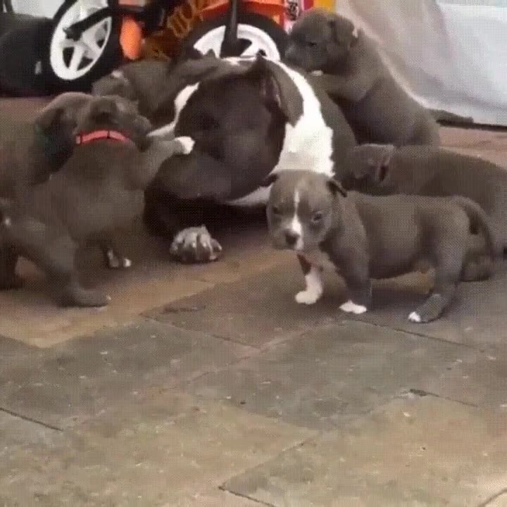 madre,cansado,perro,cachorrors