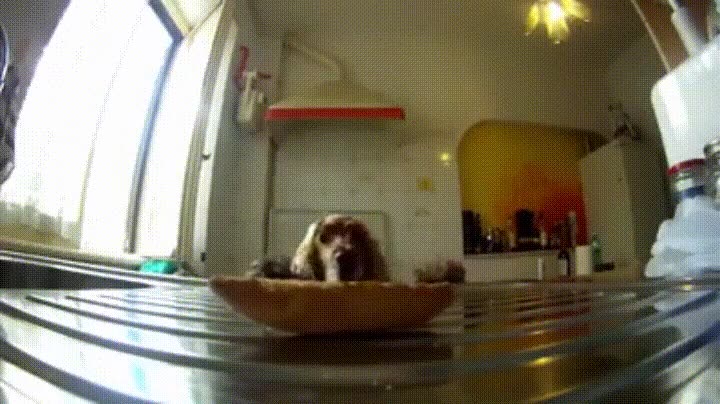 perro,momento,exacto,irse de casa,comida,saltos