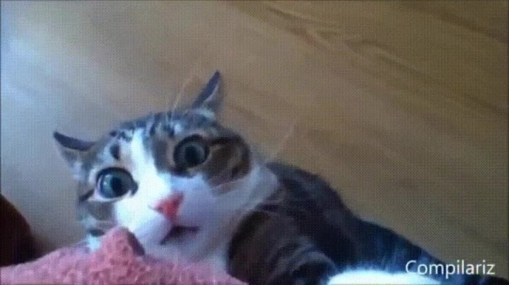 pillar,gato,cosas chungas,mirada