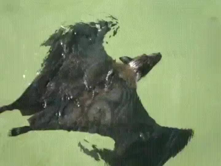 murci&eacute;lago,nataci&oacute;n largos