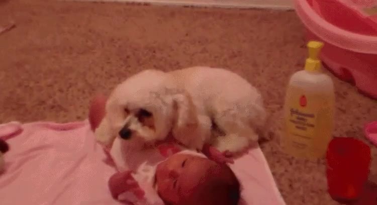 perro,proteger,bebe,malvado,aspirador