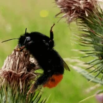 abeja,chocar,cinco,colega