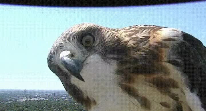 halcon,enorme,curiosidad,cámara