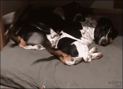 sincronizar,colas,perro,movimiento,un&iacute;sono