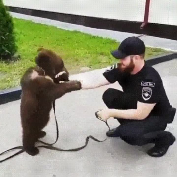 intentar,vacilar,osezno